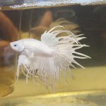 betta1183