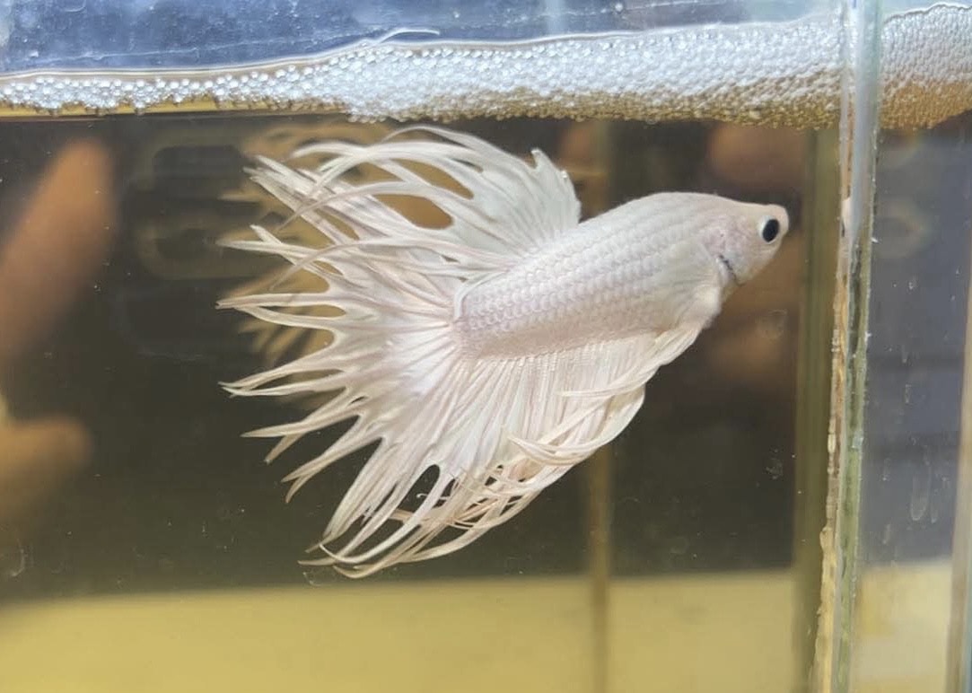 betta1183