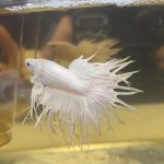 betta1183