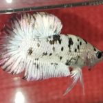 betta1217