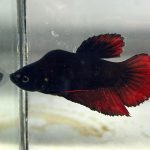 betta1220