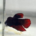 betta1220