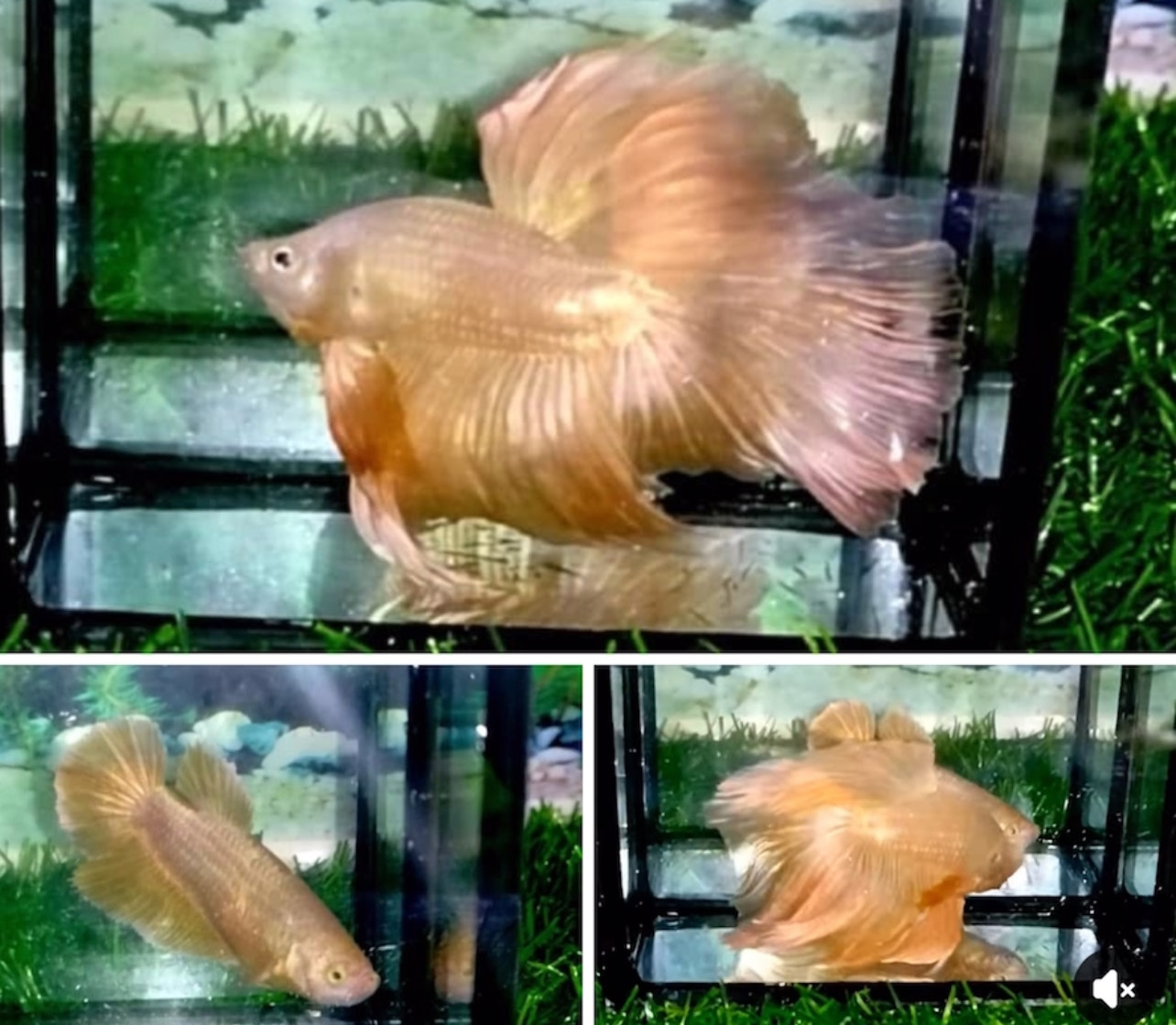 betta1256