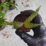 betta1300