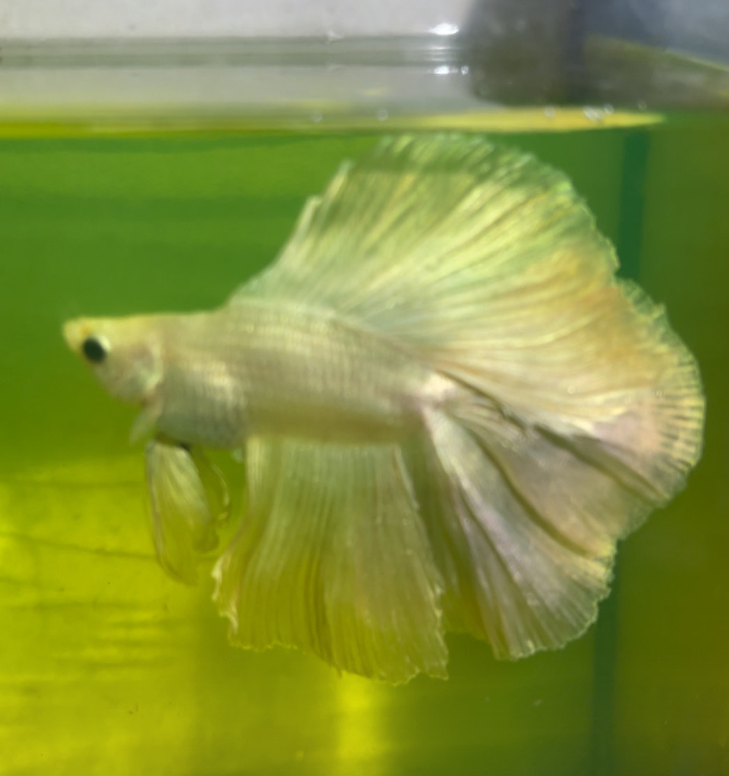 betta1314