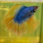 betta1314