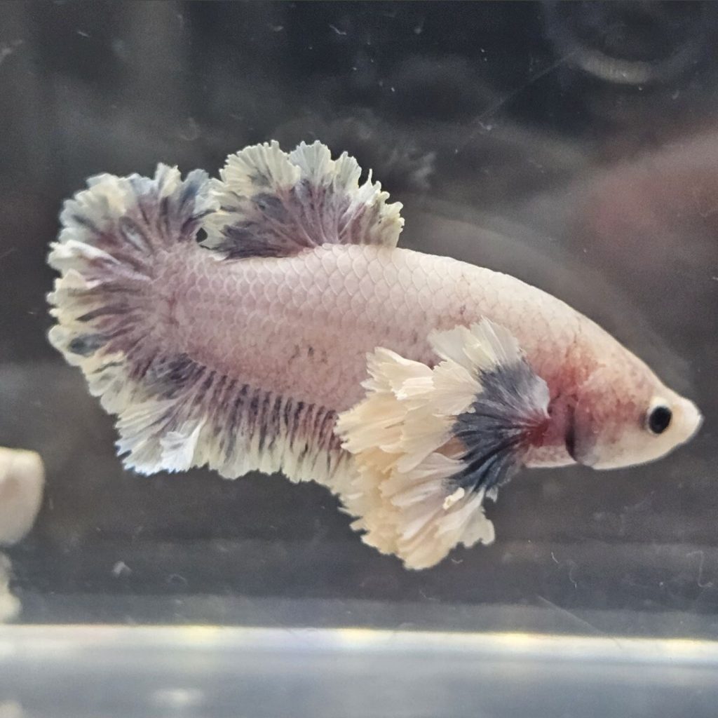 betta1302