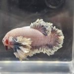 betta1302