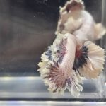 betta1302