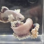 betta1302