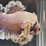 betta1302