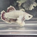 betta1303