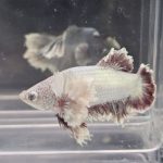 betta1303