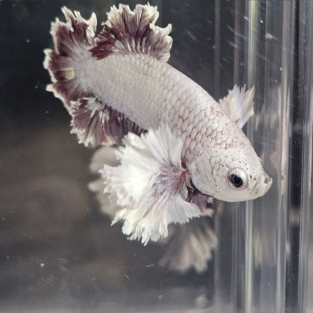 betta1303