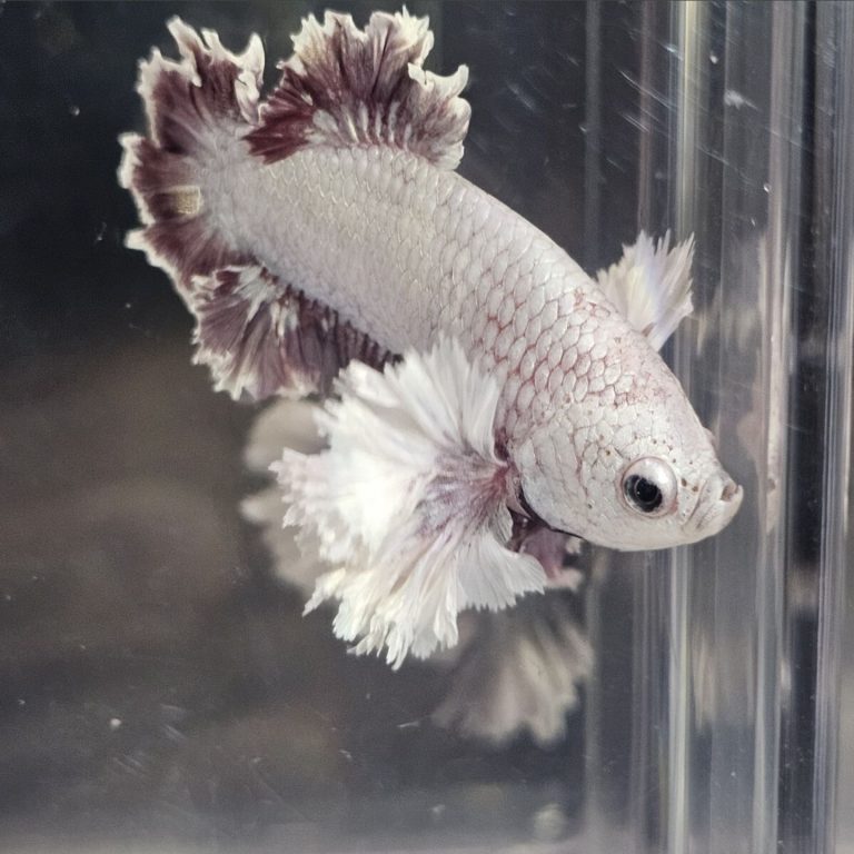 betta1303