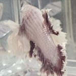 betta1303