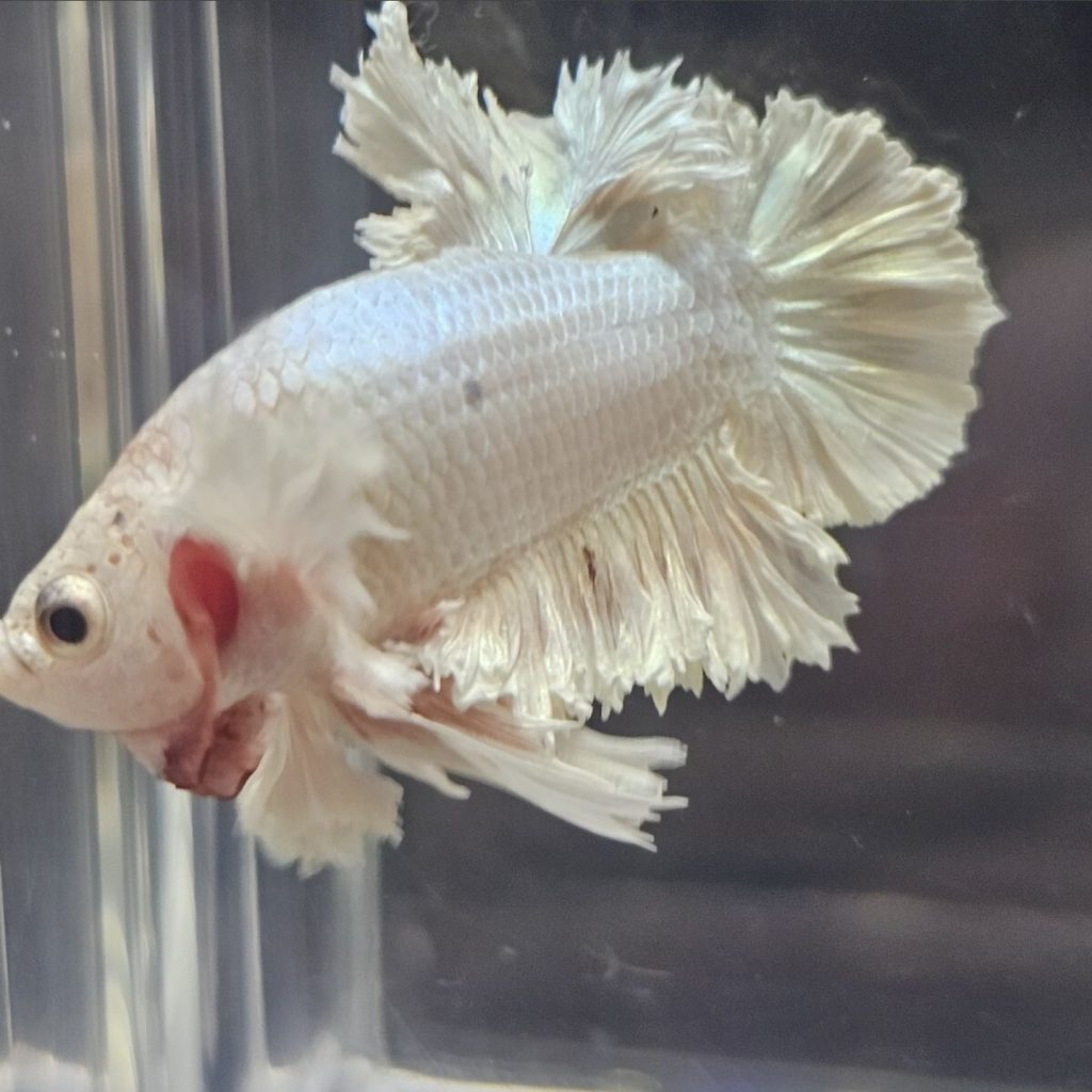 betta1304