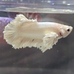 betta1304
