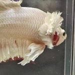 betta1304