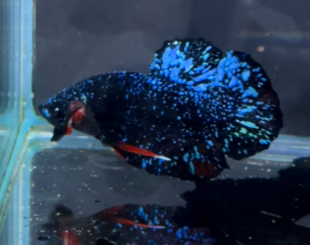 betta1316