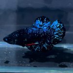 betta1316