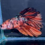 betta1317