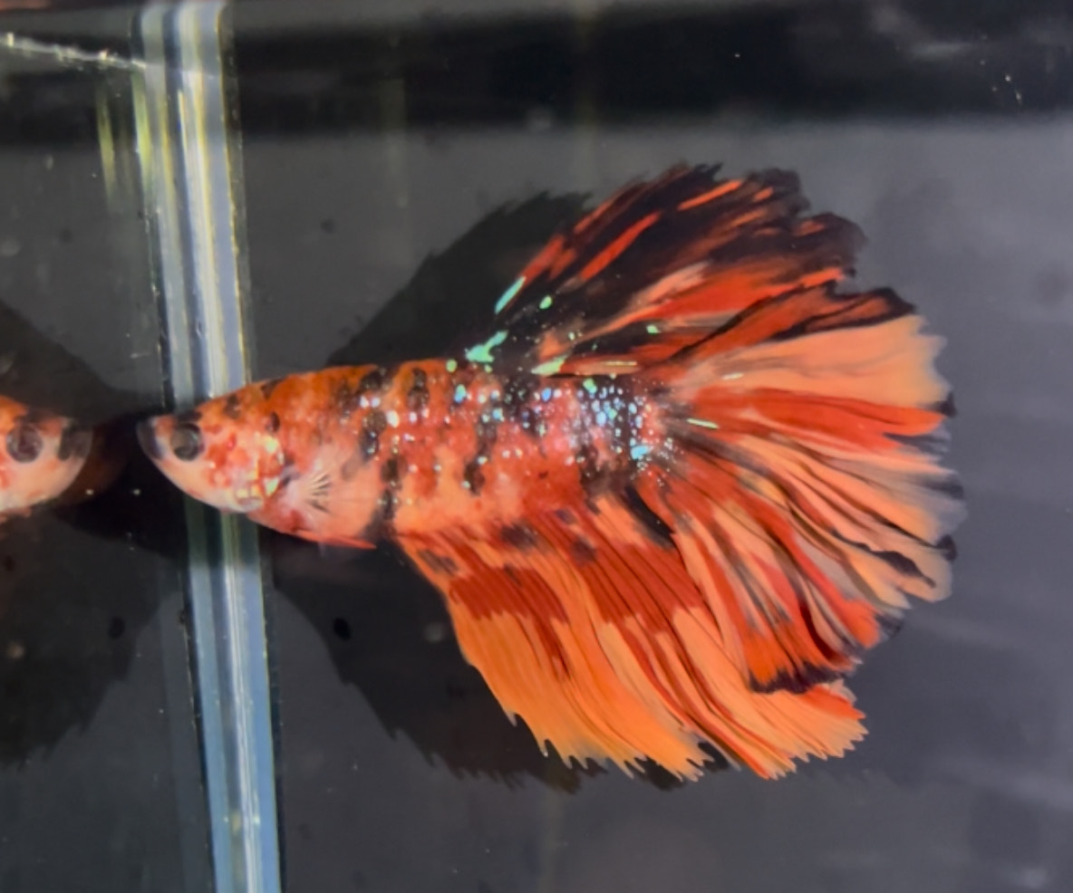 betta1317