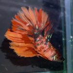 betta1317