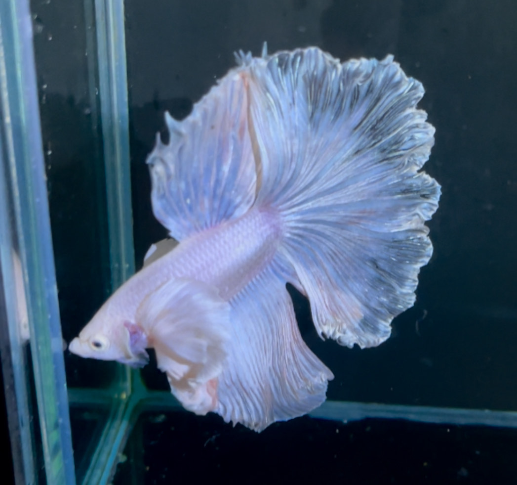 betta1320