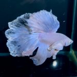 betta1320