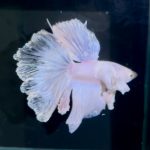 betta1320
