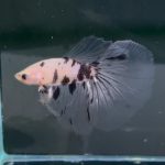betta1318