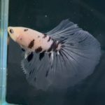 betta1318