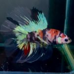 betta1319