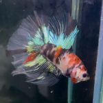 betta1319