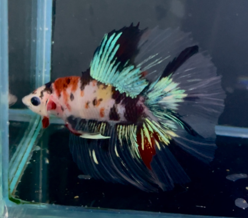 betta1319