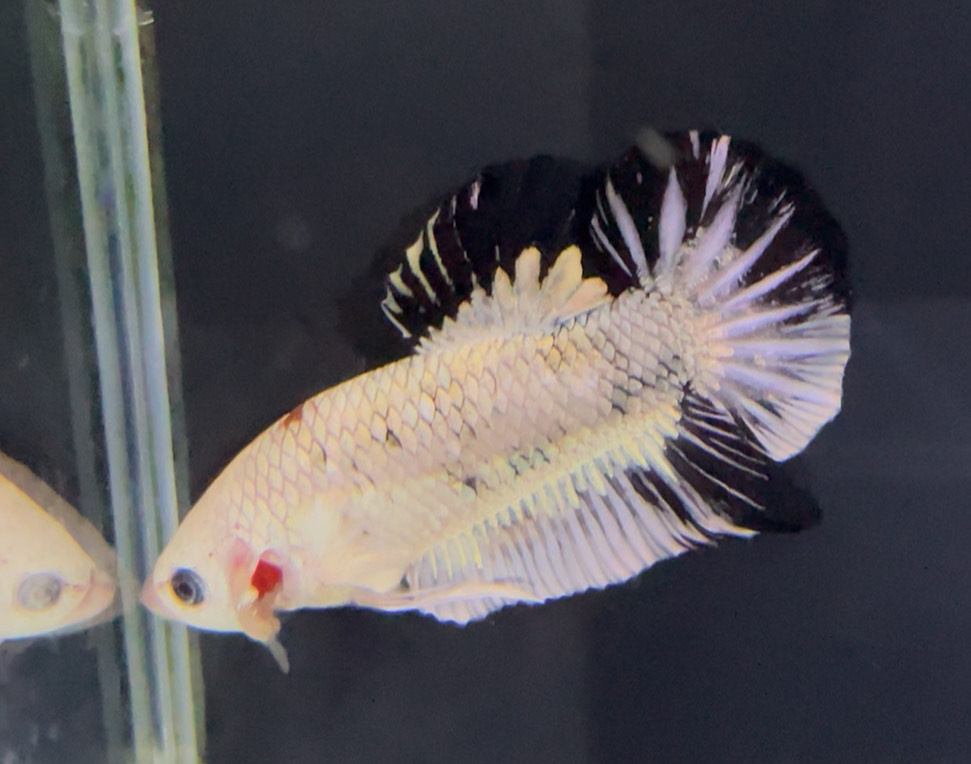 betta1321