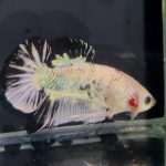 betta1321