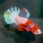 betta1322