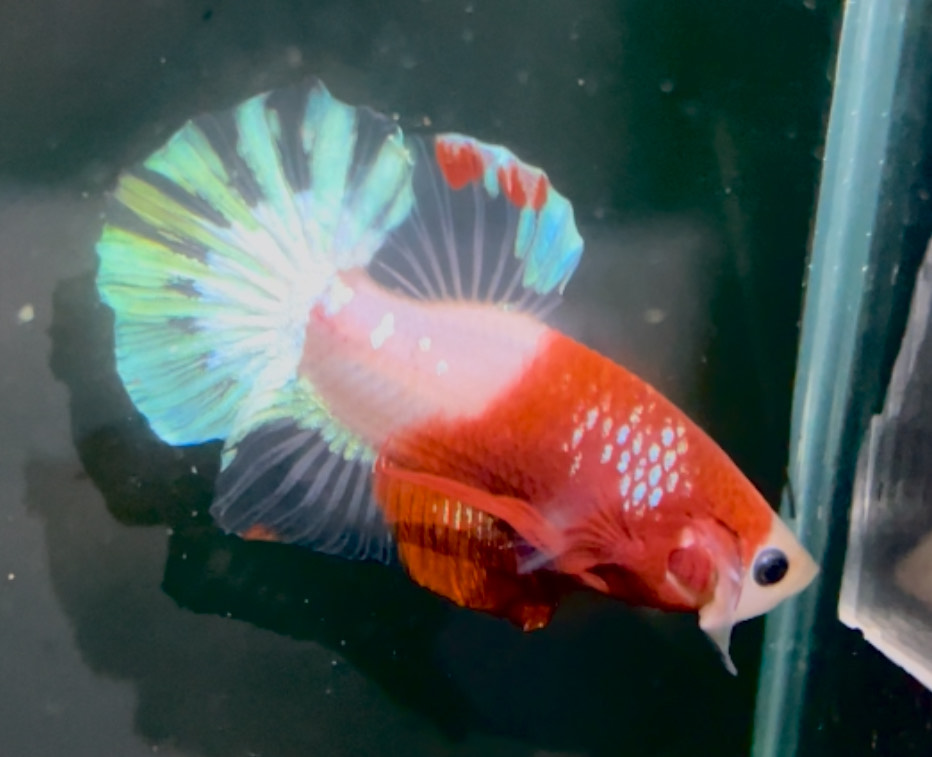 betta1322