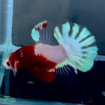 betta1322
