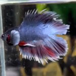 betta1326