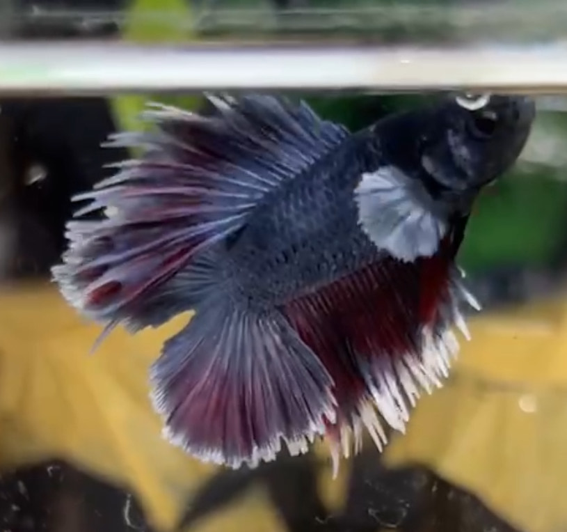 betta1326