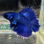 betta1323