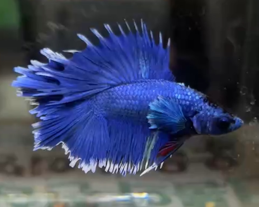 betta1323