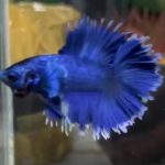 betta1323