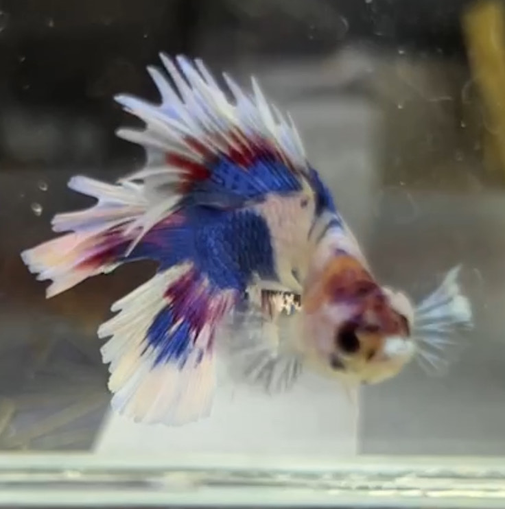 betta1324