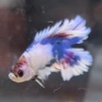 betta1324