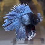 betta1325