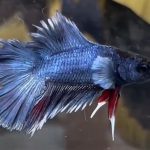 betta1325